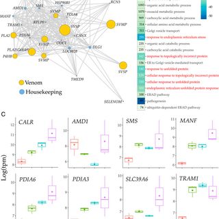 An ancient, conserved gene regulatory network led to the rise of oral venom systems