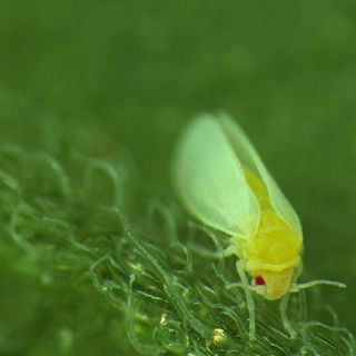 This Insect Has Plant DNA in Its Genome