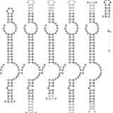 Structural analyses of an RNA stability element interacting with poly(A)