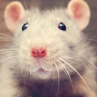 The secret to a rat’s sense of touch? It’s all in how the whiskers bend