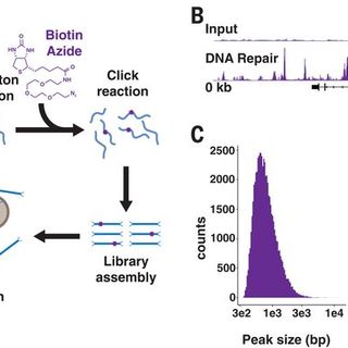 Incorporation of a nucleoside analog maps genome repair sites in postmitotic human neurons