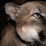 Young mountain lion, P-78, found dead in Valencia likely from being hit by car: Officials