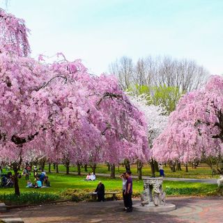 Picnic among Philly's cherry blossoms at Parks on Tap