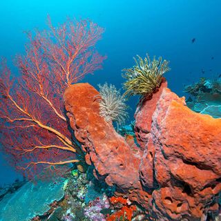 Sponges can survive massive doses of radiation without getting cancer