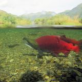 Big sockeye runs, struggling kings creates complicated balancing act for Bristol Bay managers - Alaska Public Media