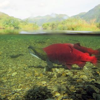 Big sockeye runs, struggling kings creates complicated balancing act for Bristol Bay managers - Alaska Public Media