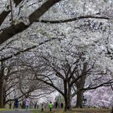 The best spots to see cherry blossoms in Philly and when they’ll be in peak bloom