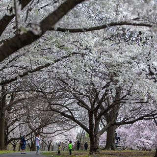 The best spots to see cherry blossoms in Philly and when they’ll be in peak bloom