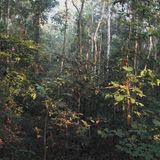 The Asteroid That Killed the Dinosaurs Created the Amazon Rain Forest