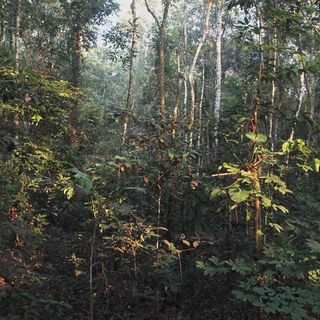 The Asteroid That Killed the Dinosaurs Created the Amazon Rain Forest