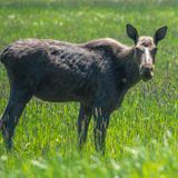 In an anti-tick effort, officials call for more moose-hunting permits in NEK