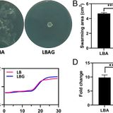 Bacterial-induced pH shifts link individual cell physiology to macroscale collective behavior