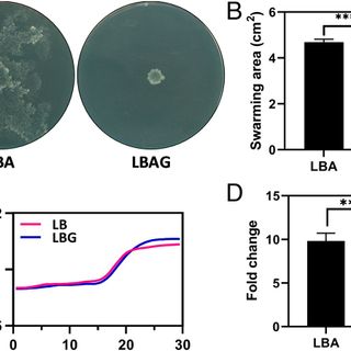 Bacterial-induced pH shifts link individual cell physiology to macroscale collective behavior