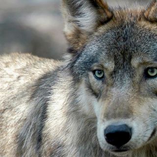 With The Wolf Delisted, Farmers And Landowners Are Taking Steps To Remove Problem Wolves