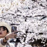 Japan records earliest cherry blossom bloom in 1,200 years, as climate crisis intensifies