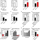 Reduced MC4R signaling alters nociceptive thresholds associated with red hair