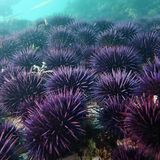 How kelp forests off California are responding to an urchin takeover