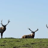 Activists and park service feud over tule elk dying off in Marin