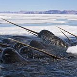 Study of Narwhal Tusks Reveals a Swiftly Changing Arctic