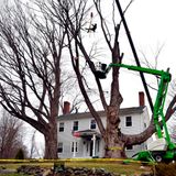 Correction: Big Tree-No More story