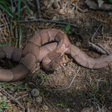 Beware Of Extra Copperheads Out Snacking On Cicadas In Maryland This Spring