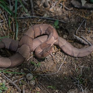 Beware Of Extra Copperheads Out Snacking On Cicadas In Maryland This Spring