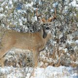 Pursuing wild protein consumption: Wyoming Game and Fish joins international program