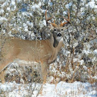 Pursuing wild protein consumption: Wyoming Game and Fish joins international program