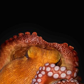 Octopus research yields insight into the evolution of sleep