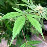 Virginia lawmakers pass bill making simple marijuana possession legal starting July 1