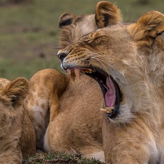 Yawning helps lions synchronize their groups’ movements