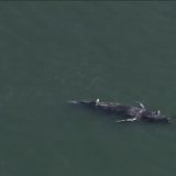 Three dead whales found in San Francisco Bay area in a week