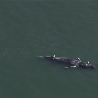 Three dead whales found in San Francisco Bay area in a week