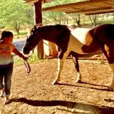 Another Oahu hunting attack leaves 10-year-old girl’s horse dead