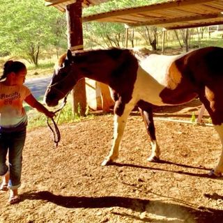 Another Oahu hunting attack leaves 10-year-old girl’s horse dead