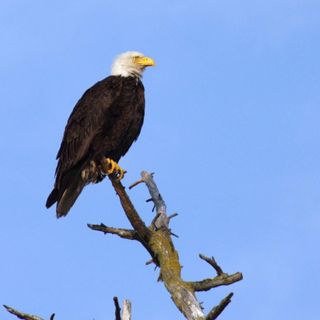 Study Finds Rat Poison in Dead Eagles From Across the U.S.