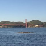 Fourth dead whale found today in the Bay Area. What's happening?