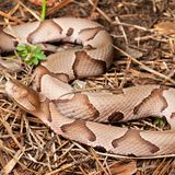 Beware Of Extra Copperheads Out Snacking On Cicadas In Georgia This Spring