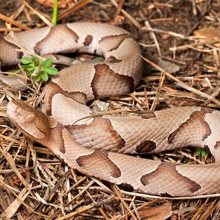 Beware Of Extra Copperheads Out Snacking On Cicadas In Georgia This Spring