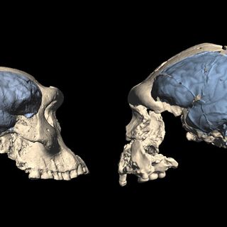 Ancient humans may have had apelike brains even after leaving Africa