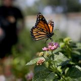 Bees, butterflies and other pollinators to get a $5 million lift in Western Pa.