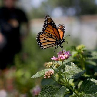 Bees, butterflies and other pollinators to get a $5 million lift in Western Pa.