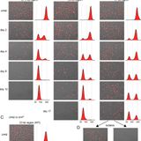 Establishment of heterochromatin in domain-size-dependent bursts