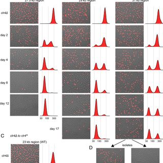 Establishment of heterochromatin in domain-size-dependent bursts