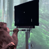 Watch a monkey equipped with Elon Musk’s Neuralink device play Pong with its brain – TechCrunch