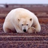 Effects of Climate Change Unknown For 98% of Land Mammals Scientists Warn - The Debrief