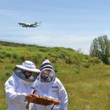 The Latest in Airport Jobs: Beekeeper