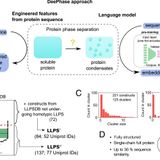 Learning the molecular grammar of protein condensates from sequence determinants and embeddings