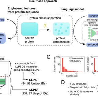 Learning the molecular grammar of protein condensates from sequence determinants and embeddings