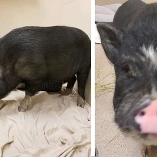 Pig in the city: Stray pig found near Downtown Racine